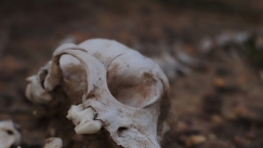 Βουλγαρία: Ανακαλύφθηκαν πρώιμα απολιθώματα του «Homo sapiens» 45.000 ετών