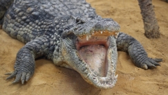 Πέθανε σε ηλικία 84 ετών ο Σάτουρν, ο αλιγάτορας-θρύλος του ζωολογικού κήπου της Μόσχας