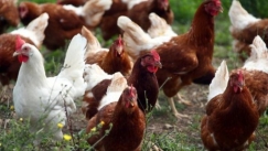 Χωριό στη Νέα Ζηλανδία δέχεται επίθεση από άγριες κότες (pic & vid)