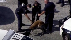 Καγκουρό δραπέτευσε και περιφερόταν σε δρόμο αναστατώνοντας τους κατοίκους (vid)