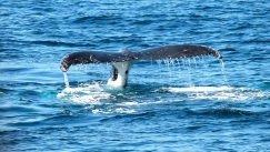 Τραγωδία: 100 φάλαινες πέθαναν αφού εξώκειλαν στα απομονωμένα νησιά Κάθαμ
