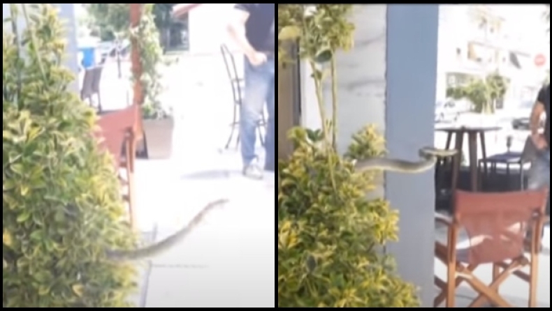 H στιγμή που ένα φίδι πετάχτηκε σε πελάτες καφετέριας στις Σέρρες (vid)