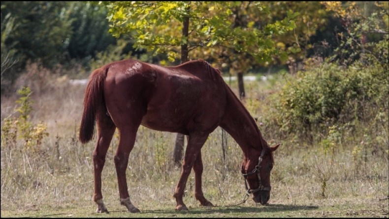 Μηχανάκι συγκρούστηκε με άλογο στο Γαλατά: Στην ΜΕΘ 17χρονος, σοβαρά τραύματα η 19χρονη
