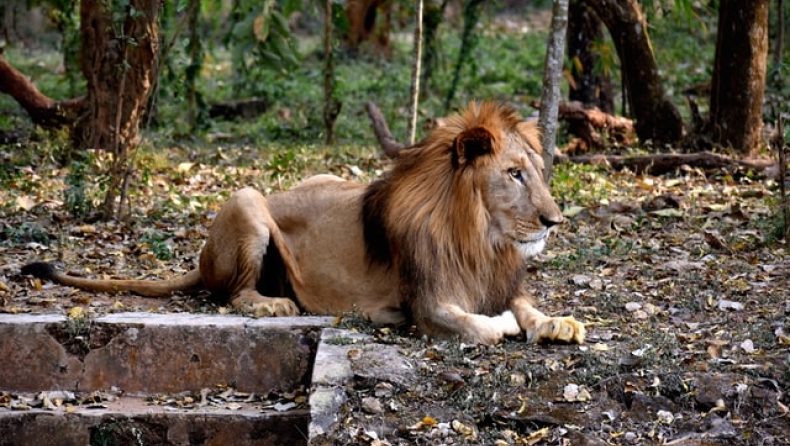 Λιοντάρι στην Ινδία πέθανε από κορονοϊό