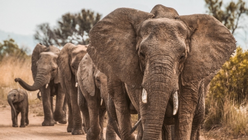 Ελέφαντες στην Κίνα προκάλεσαν ζημιές πάνω από 1 εκατ. δολάρια (vid)