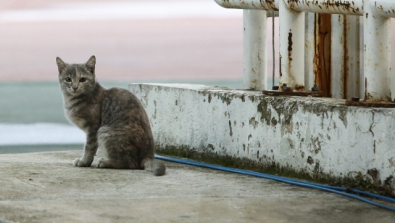 Απίστευτη κτηνωδία στη Μυτιλήνη, άνδρας πάτησε μέχρι θανάτου γατάκι