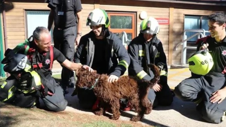Μία γυναίκα θα πηδούσε από τη γέφυρα, αλλά η πυροσβεστική επιστράτευσε τον σκυλάκο Ντίγκμπι και την έσωσε (pics)