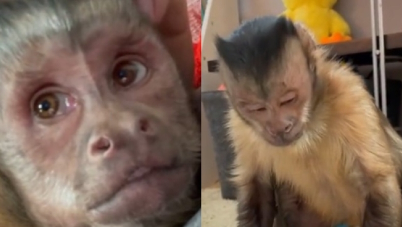 Θλίψη για την απώλεια του Τζορτζ, την μαϊμού με τα 18 εκατομμύρια followers