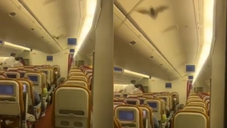 Νυχτερίδα σκόρπισε τον τρόμο σε πτήση της Air India (vid)