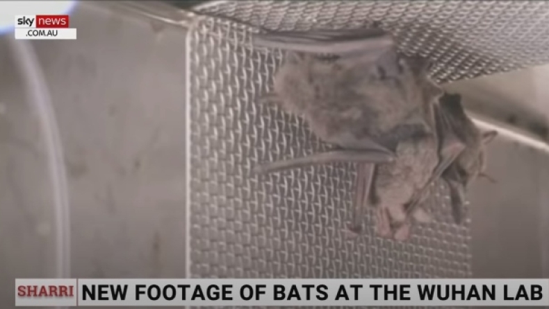 Αποκαλυπτικό βίντεο του Sky News δείχνει ζωντανές νυχτερίδες στο εργαστήριο της Ουχάν (pics & vid)