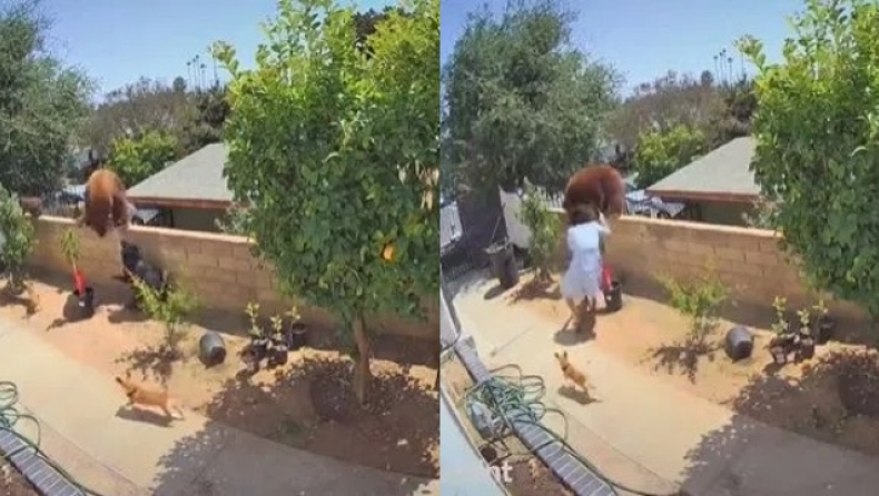 Ατρόμητη γυναίκα σπρώχνει αρκούδα από την αυλή της για να προστατέψει τα σκυλιά της (vid)