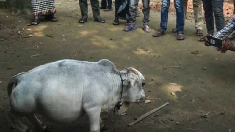 Χαμός στο Μπαγκλαντές για να δουν την πιο μικρόσωμη αγελάδα στον κόσμο