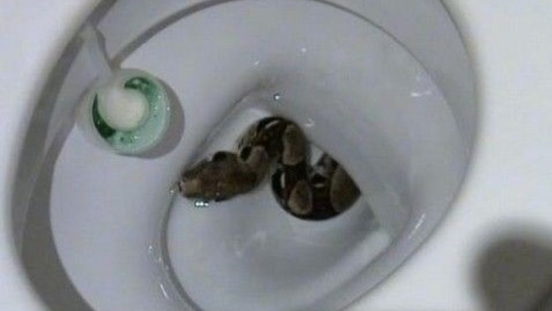 Φίδι βγήκε από τουαλέτα σε κάμπινγκ στην Μαγνησία