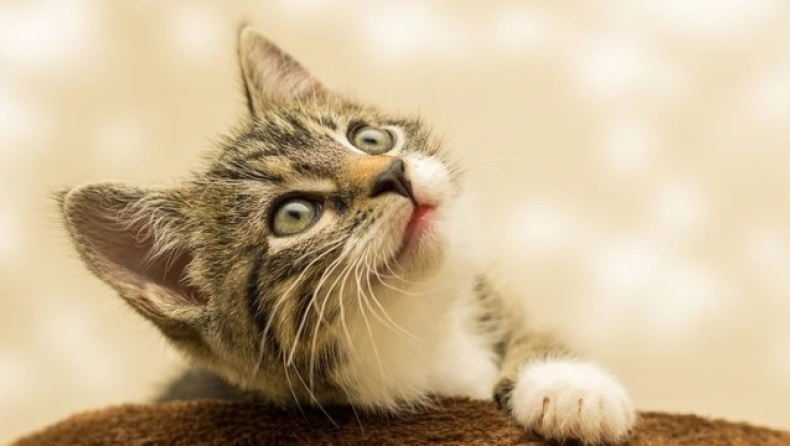 Μια εφαρμογή στο κινητό μπορεί να ενημερώνει τον ιδιοκτήτη μιας γάτας αν το ζώο του είναι χαρούμενο ή πονάει