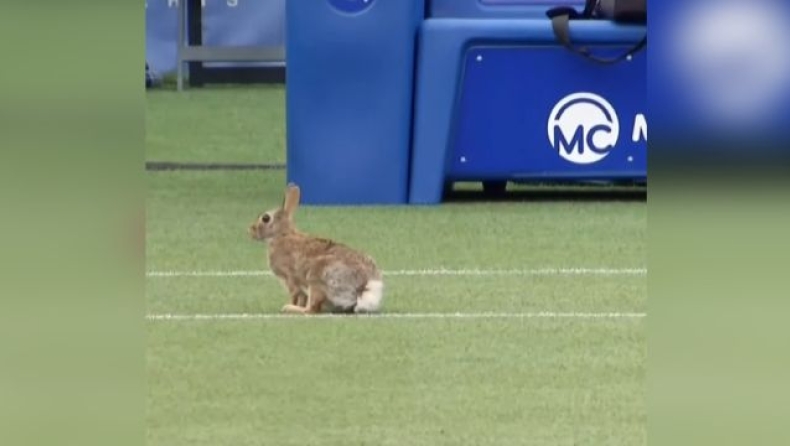 Kουνέλι διέκοψε αγώνα της ATP στις ΗΠΑ (vid)