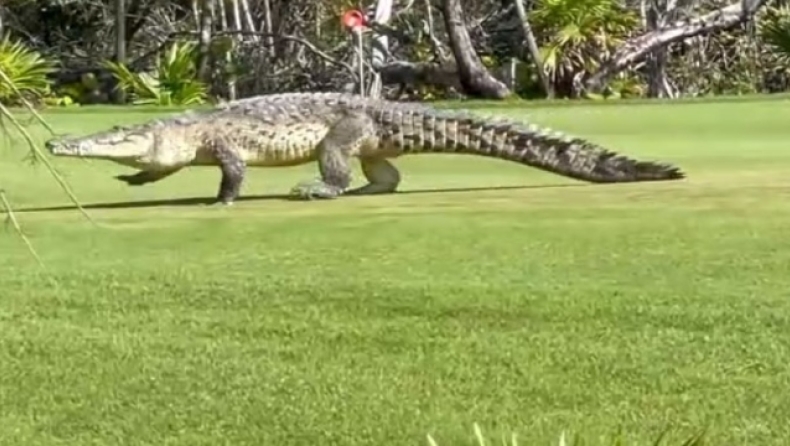 Κροκόδειλος 4,5 μέτρων που μοιάζει με... δεινόσαυρο μπήκε σε γήπεδο γκολφ, τρόμαξαν όσοι έπαιζαν (vid)