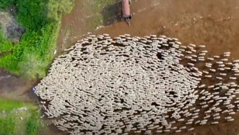 Ισραηλινός φωτογράφος δεν πίστευε ότι έγινε viral το βίντεο με πρόβατα που τράβηξε με drone (vid)