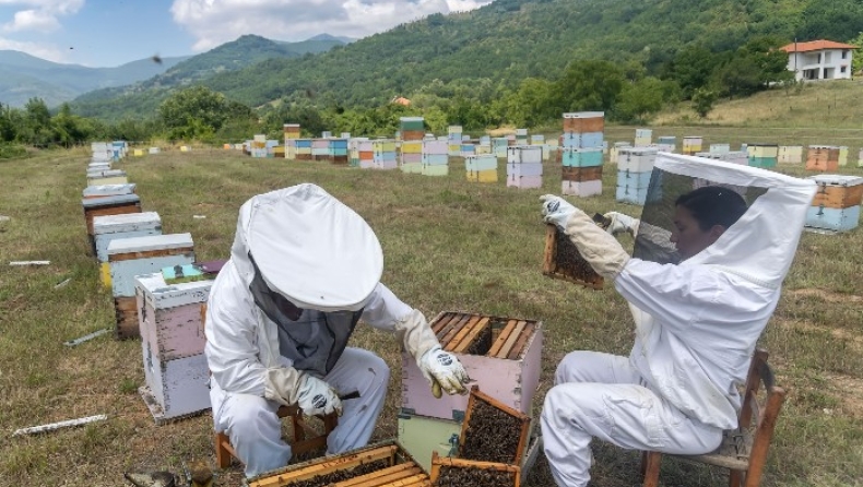 Αδιανόητη η καταστροφή στο μέλι από τις φωτιές: «30 χρόνια θα το... πληρώνουμε»