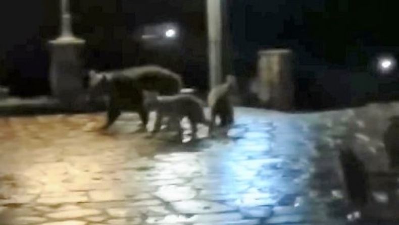Αρκούδα με τα μικρά της έκαναν νυχτερινή βόλτα στο Δίκορφο Ζαγορίου (vid)