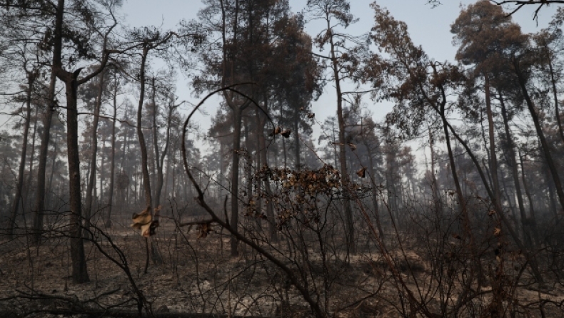 Σε ύφεση τα μέτωπα της πυρκαγιάς στη Βόρεια Εύβοια (vid)