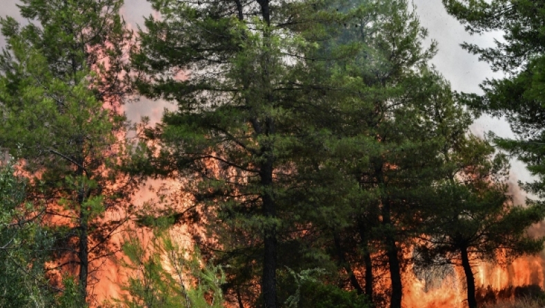Φωτιά στη Νότια Εύβοια: Καίει αγροτοδασική έκταση στις Πετριές (pics) 