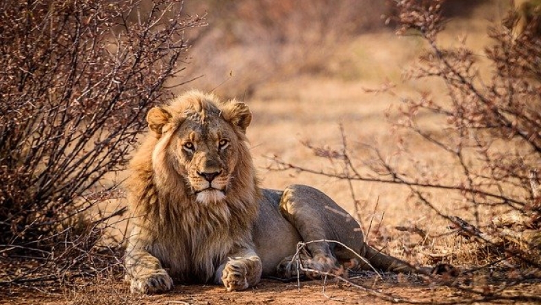 Ηρωίδα μητέρα πάλεψε με λιοντάρι για να σώσει τον 5χρονο γιο της (vid)
