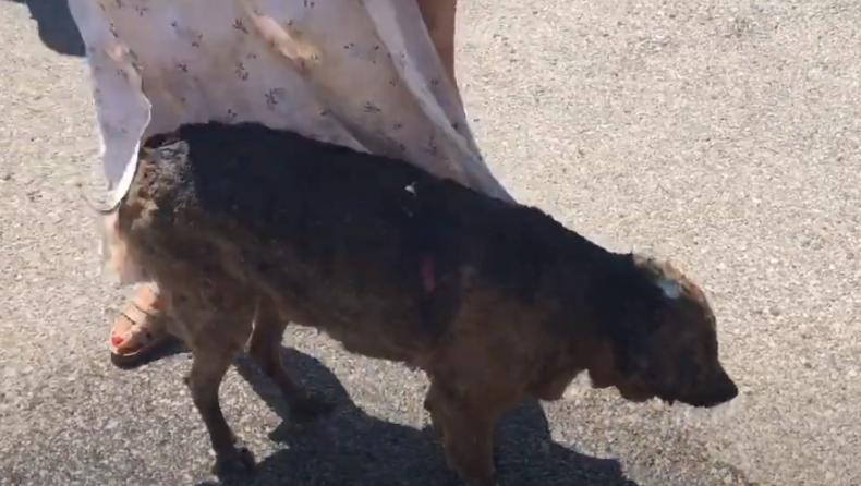 Κάτοικοι περιέθαλψαν σκύλο με εγκαύματα από φωτιά στα Βίλια (vid)