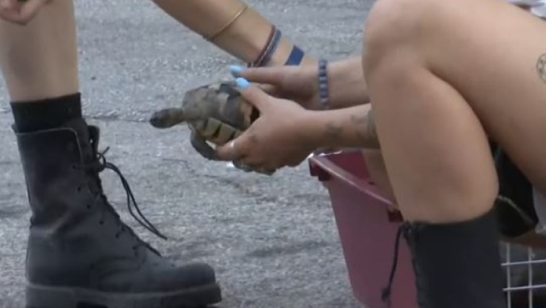 Συγκλονιστικό βίντεο με εθελόντριες να περιθάλπουν μικρή χελώνα από την καμένη γη (vid)
