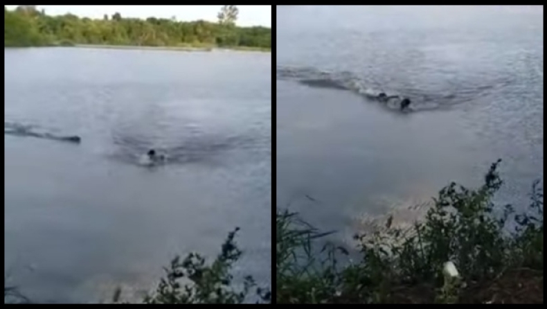 Απίστευτο video: Αλιγάτορας κυνηγάει και δαγκώνει τύπο που μπήκε σε απαγορευμένη λίμνη (vid)