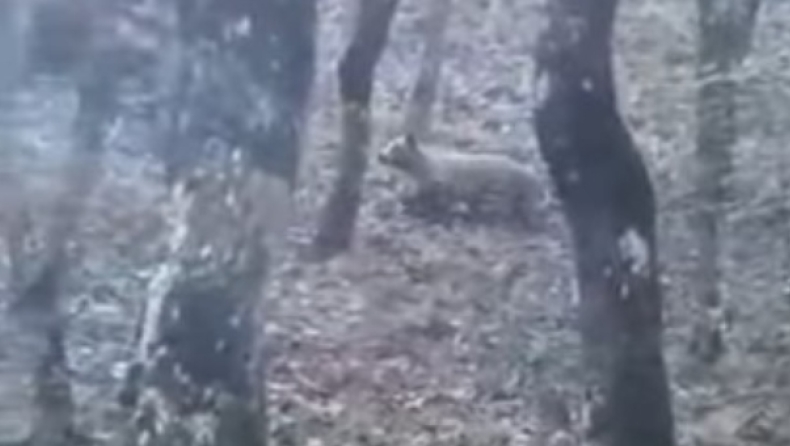 Τρομαγμένη αρκούδα δάγκωσε κυνηγό στην Κοζάνη (vid)