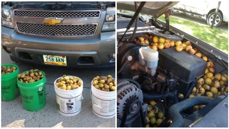 Σκίουρος αποθήκευσε 160 κιλά καρύδια σε αγροτικό αυτοκίνητο σε μόλις τέσσερις μέρες