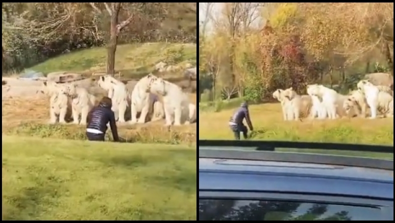 «Τρελός» επισκέπτης ζωολογικού κήπου πήγε απέναντι από 11 λευκές τίγρεις (vid)