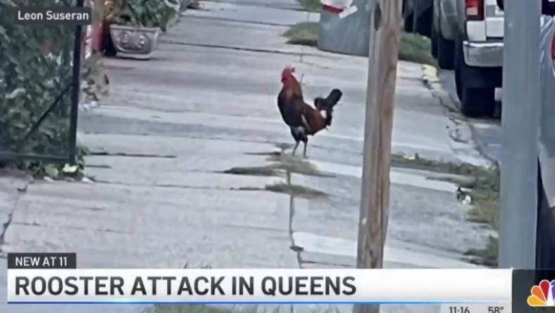 Κόκορας τρομοκρατεί γειτονιά στη Νέα Υόρκη τραυματίζοντας περαστικούς: «Είναι διαολεμένος» (vid)