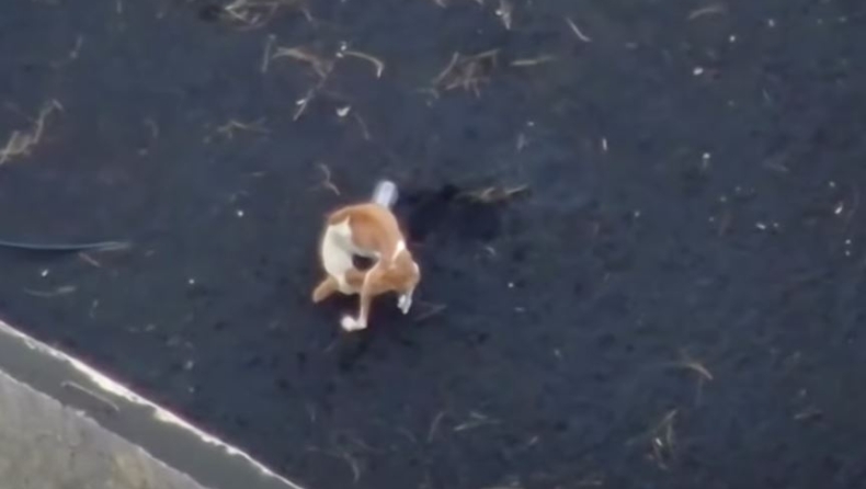 Με τη βοήθεια drone προσπαθούν να διασώσουν τρεις εγκλωβισμένους σκύλους κοντά στο ηφαίστειο της Λα Πάλμα (vid)