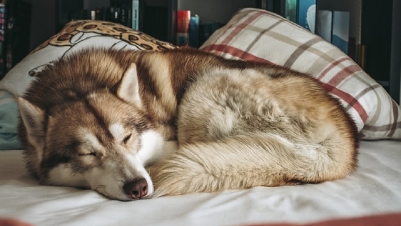 Ο σκύλος του ένατου θύματος στο φεστιβάλ Astroworld την περιμένει ακόμα στο σπίτι