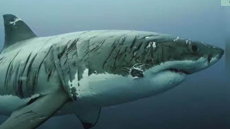 Σοκαριστικές εικόνες με τον πιο κακοποιημένο λευκό καρχαρία (vid)
