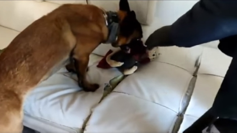 Η στιγμή που σκύλος της ΕΛ.ΑΣ εντοπίζει ναρκωτικά και οδηγεί στη σύλληψη μητέρας και γιου για διακίνηση (video)