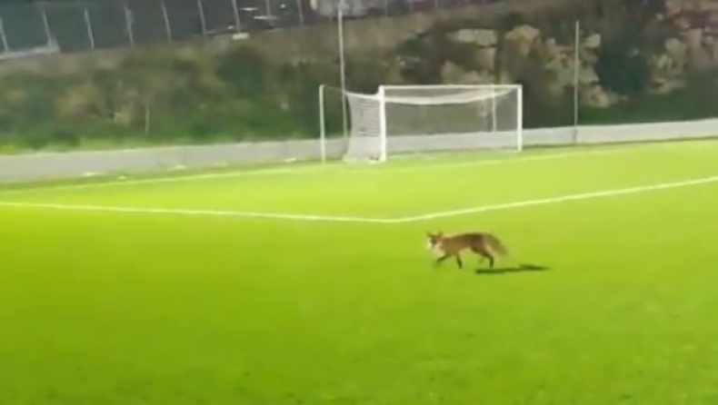 Αλεπού «έκοβε» βόλτες σε γήπεδο ποδοσφαίρου στον Πειραιά (vid)
