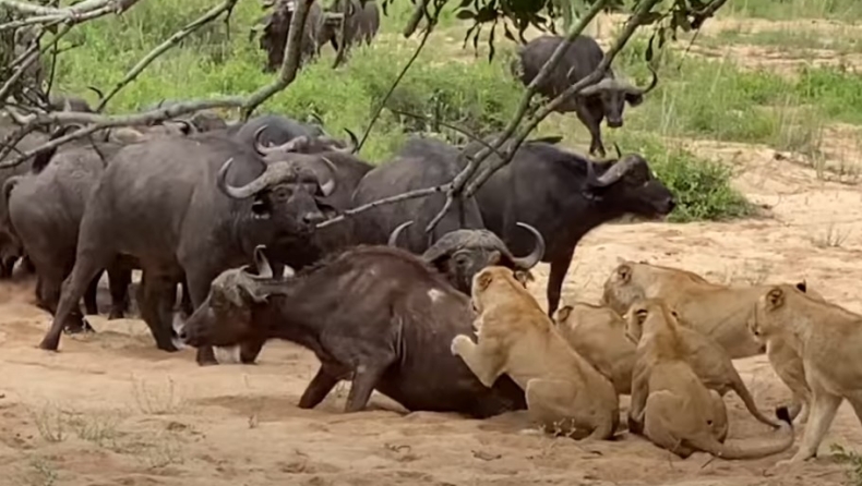 Βουβάλια τα... έβαλαν με λιοντάρια για να σώσουν μέλος του κοπαδιού τους και τα πήραν στο κυνήγι (vid)