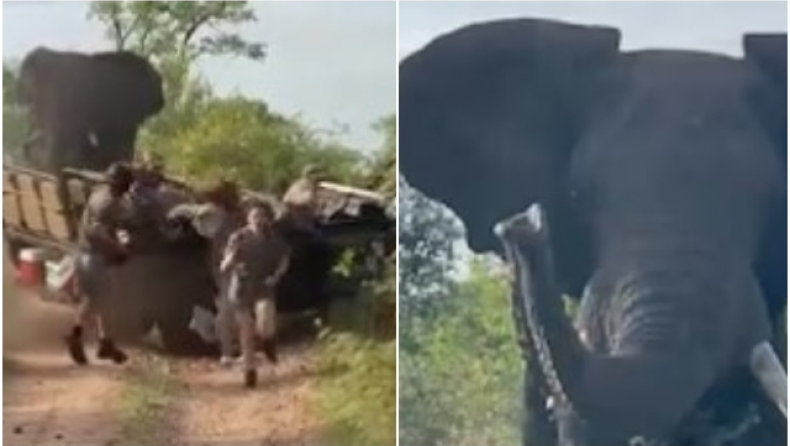 Η στιγμή που ελέφαντας ανατρέπει τζιπ και οι επιβάτες τρέχουν να σωθούν (vid)
