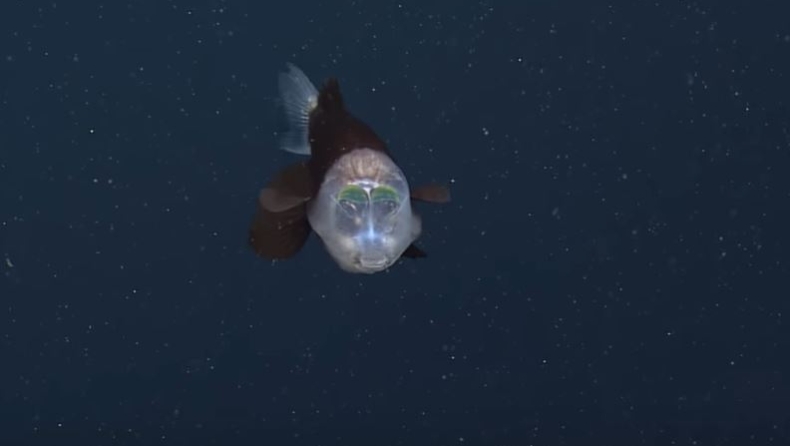 Σπάνιο ψάρι με διάφανο κεφάλι έχει ξετρελάνει τους επιστήμονες (vid)