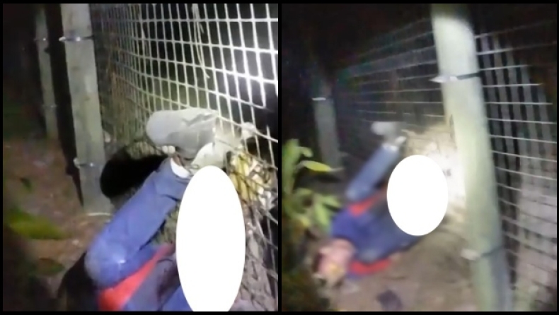 Απίστευτο video: Τίγρης άρπαξε το χέρι υπαλλήλου σε ζωολογικό κήπο, την πυροβόλησε αστυνομικός (vid)