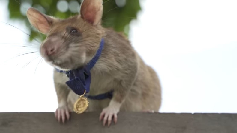 Πέθανε ο αρουραίος ήρωας της Καμπότζης που εντόπιζε νάρκες (vid)