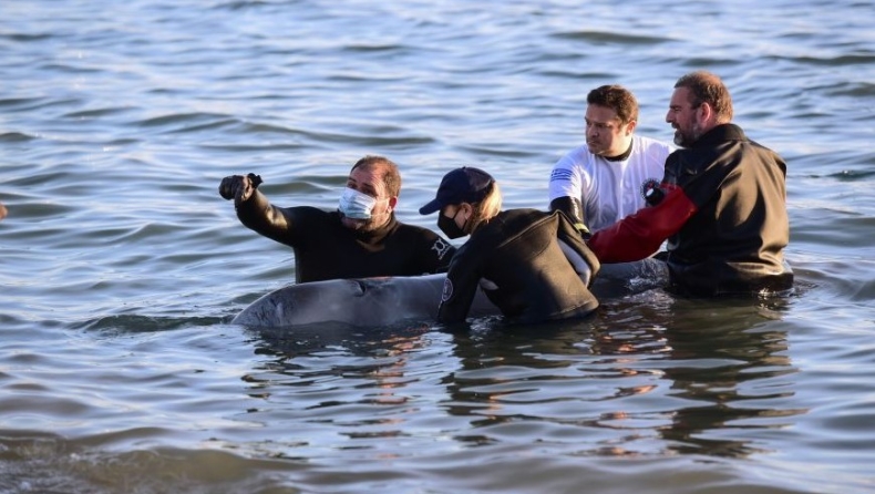 Ελεύθερη να κολυμπήσει η φάλαινα που εγκλωβίστηκε στον Άλιμο