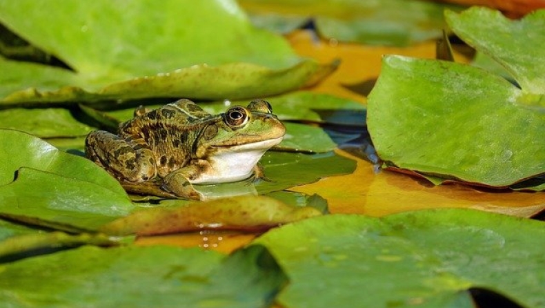 Επιστήμονες στις ΗΠΑ αναγέννησαν τα κομμένα πόδια βατράχων!