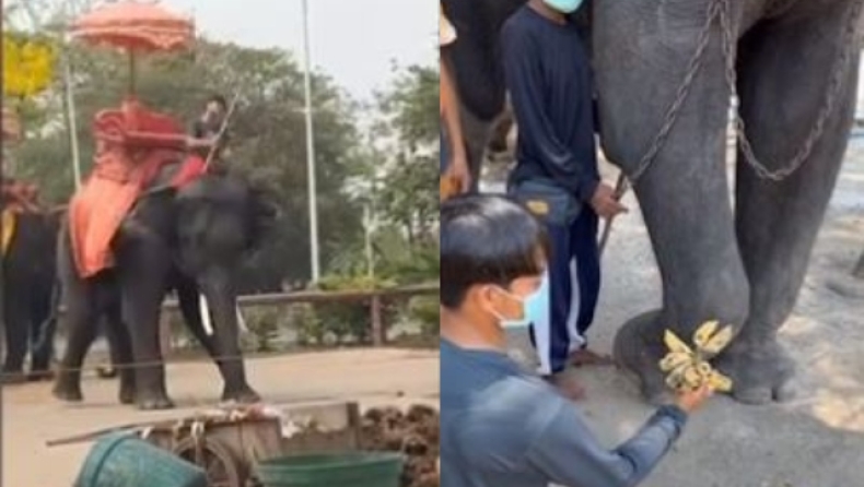 Εκπαιδευτής ελεφάντων αναγκάστηκε να γονατίσει και να ζητήσει συγγνώμη επειδή τον χτυπούσε (vid)