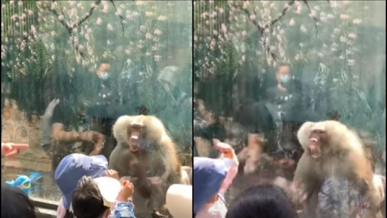 Η τρομακτική στιγμή που ο μπαμπουίνος προσπαθεί να δαγκώσει παιδιά σε ζωολογικό κήπο (vid)
