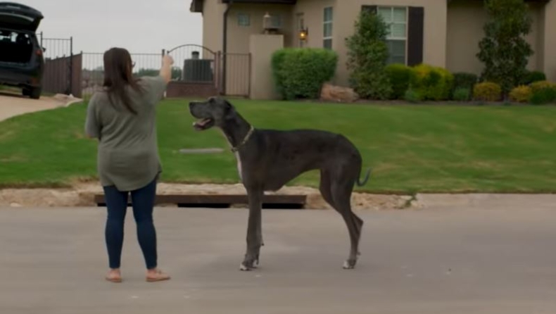 Ο ψηλότερος σκύλος στον κόσμο ξεπερνάει το ένα μέτρο (vid)