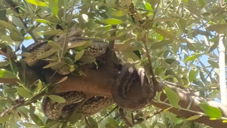 Αγρότης στη Μεσσηνία είδε τεράστια φίδια να κρέμονται σε ελιά πάνω από το κεφάλι του 