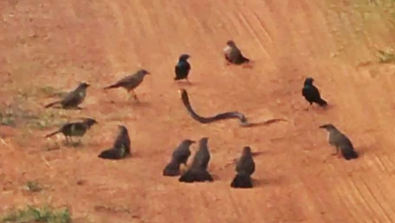 Σπάνιο video: Πουλιά ενώθηκαν για να επιτεθούν σε φίδι (vid)